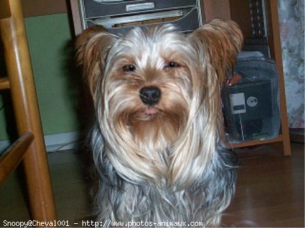 Photo de Yorkshire terrier