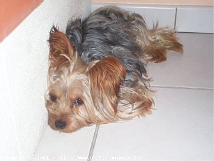 Photo de Yorkshire terrier