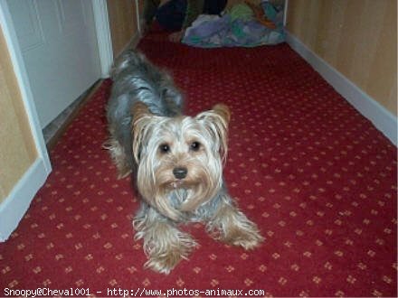 Photo de Yorkshire terrier