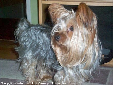 Photo de Yorkshire terrier