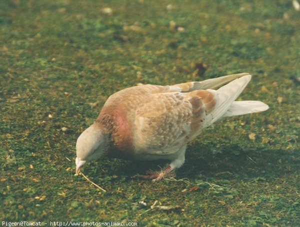 Photo de Pigeon