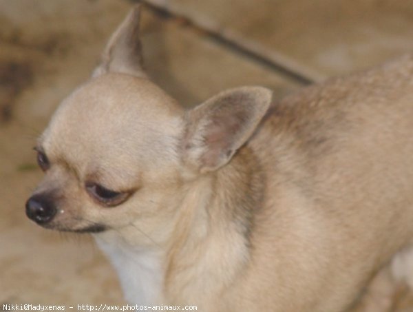 Photo de Chihuahua  poil court