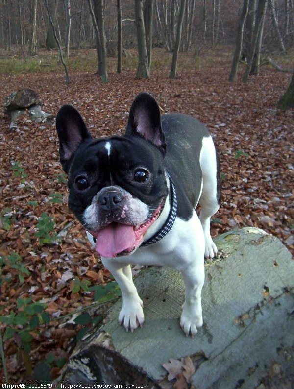 Photo de Bouledogue franais