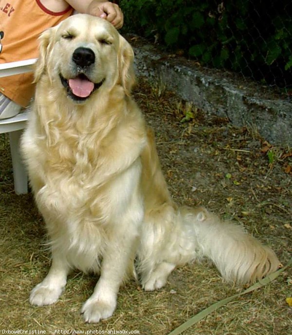 Photo de Golden retriever