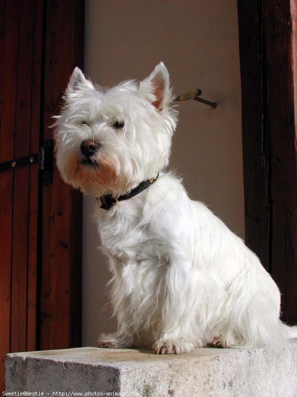 Photo de West highland white terrier