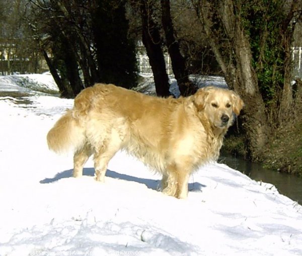 Photo de Golden retriever