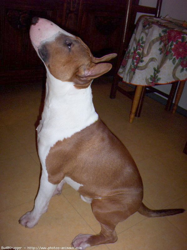 Photo de Bull terrier miniature