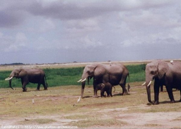 Photo d'Elphant d'afrique