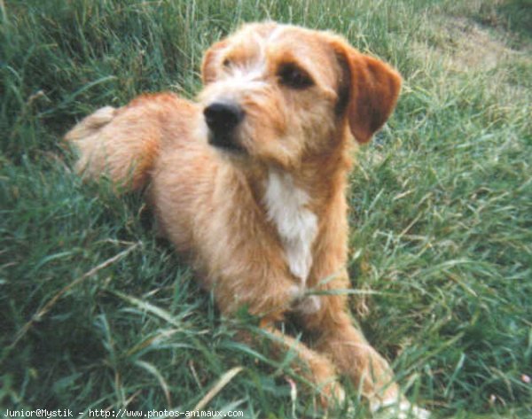 Photo de Griffon fauve de bretagne