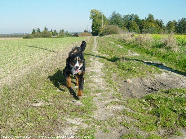 Photo de Bouvier bernois