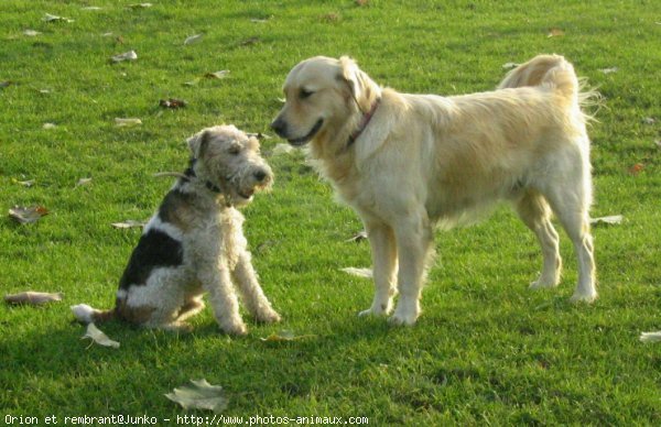 Photo de Fox terrier  poil dur