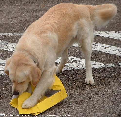 Photo de Golden retriever