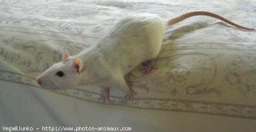 Photo de Rat