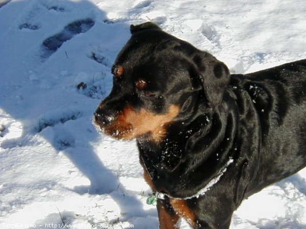 Photo de Rottweiler