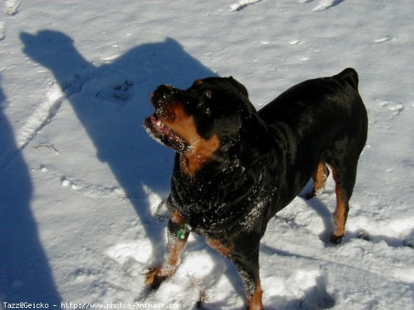 Photo de Rottweiler