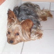 Photo de Yorkshire terrier