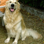 Photo de Golden retriever