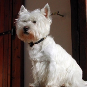 Photo de West highland white terrier