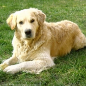 Photo de Golden retriever