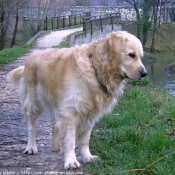 Photo de Golden retriever