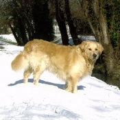 Photo de Golden retriever