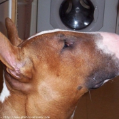 Photo de Bull terrier miniature