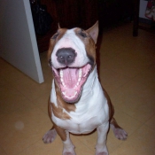 Photo de Bull terrier miniature