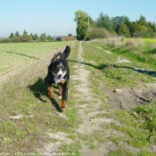 Photo de Bouvier bernois