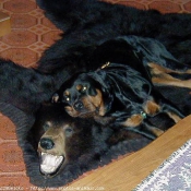 Photo de Rottweiler