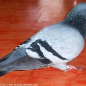 Photo de Pigeon