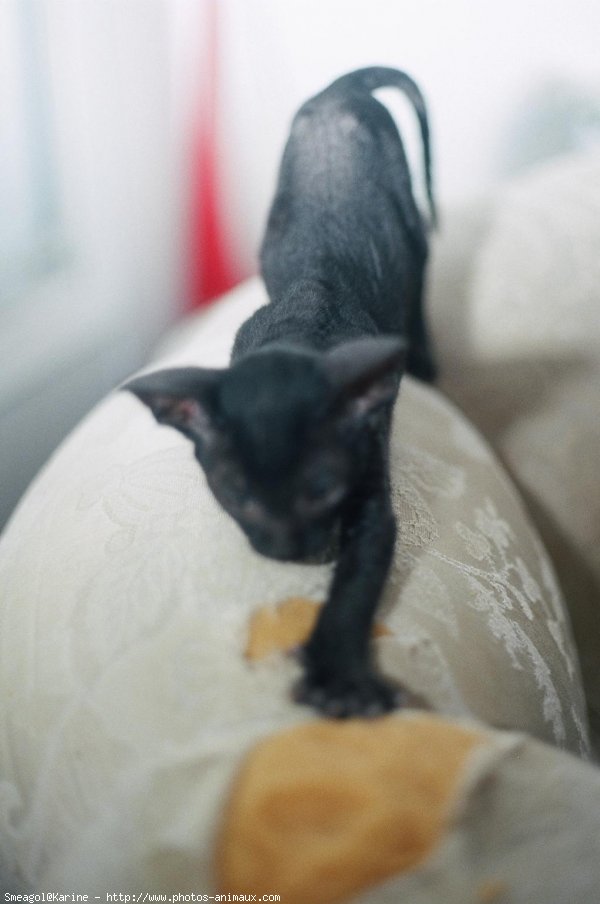 Photo de Cornish rex