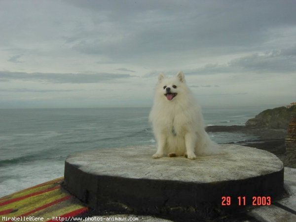 Photo de Spitz moyen