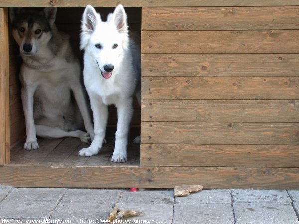 Photo de Berger blanc suisse