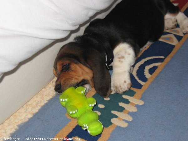 Photo de Basset hound