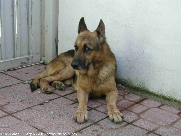 Photo de Berger allemand  poil court