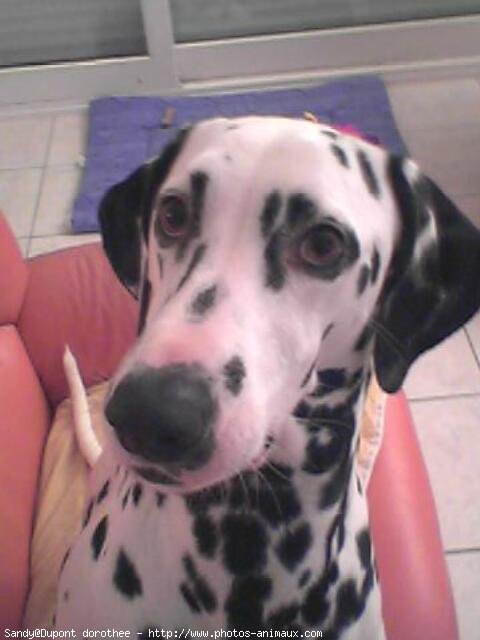 Photo de Dalmatien