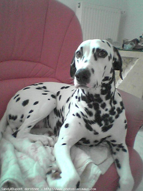 Photo de Dalmatien