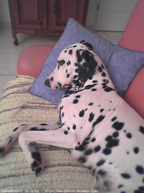 Photo de Dalmatien