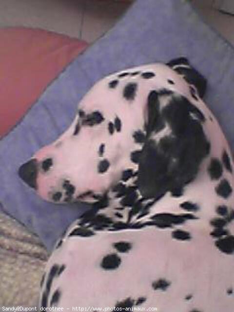 Photo de Dalmatien