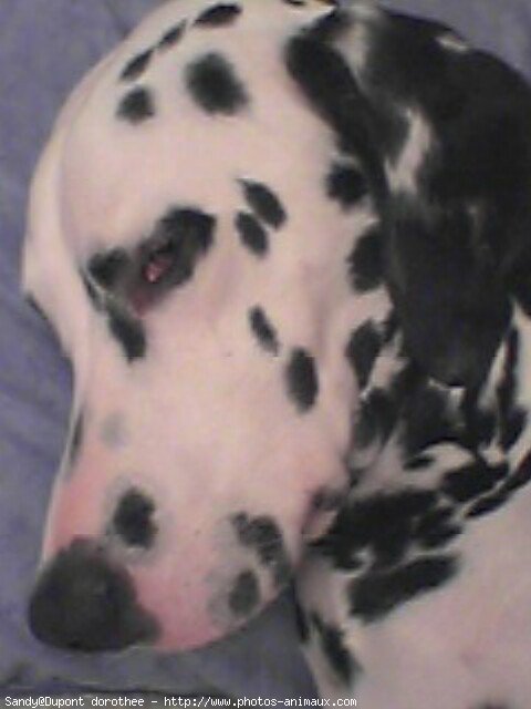 Photo de Dalmatien