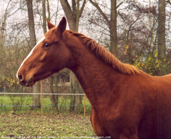 Photo de Selle franais