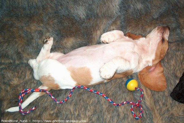 Photo de Basset hound