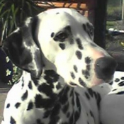 Photo de Dalmatien