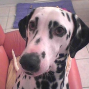 Photo de Dalmatien