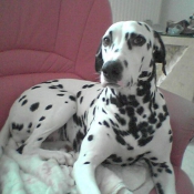 Photo de Dalmatien