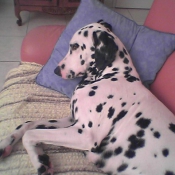 Photo de Dalmatien