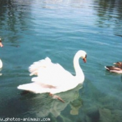 Photo de Cygne