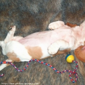 Photo de Basset hound