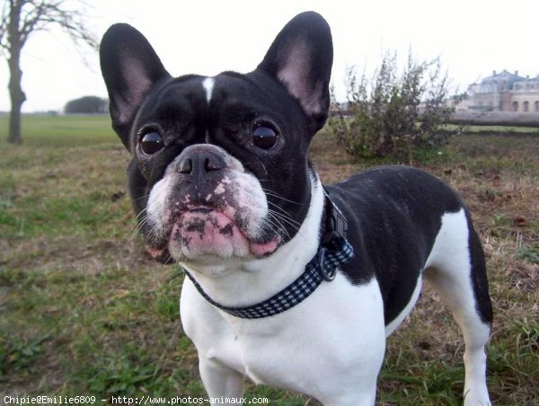 Photo de Bouledogue franais