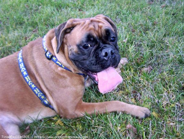 Photo de Boxer